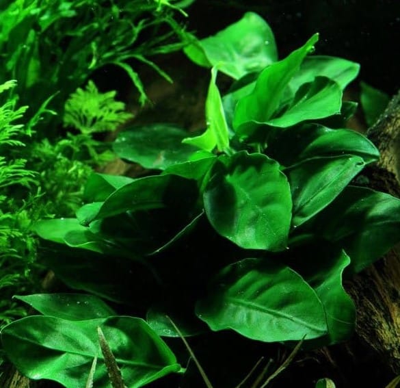 plantes pour aquarium à crevettes