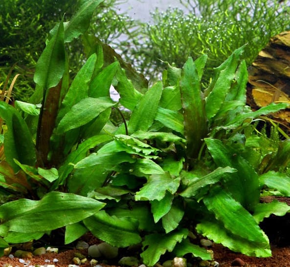 quelle plante pour vos crevettes élevées en aquarium