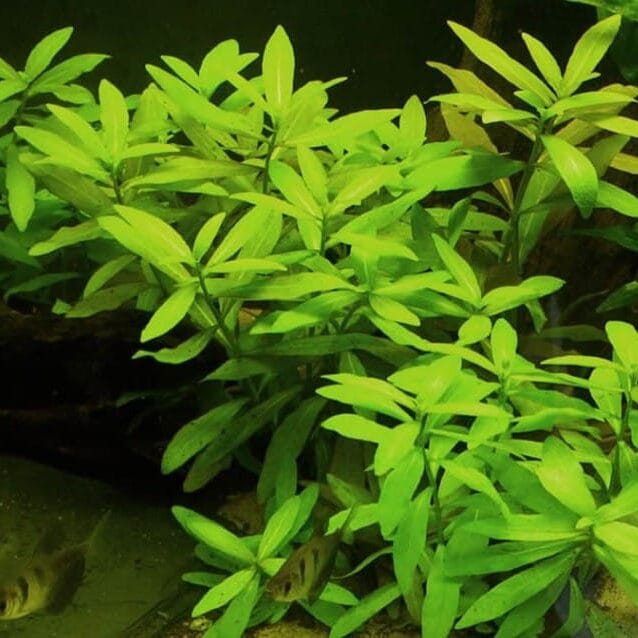 une hygrophile dans un aquarium