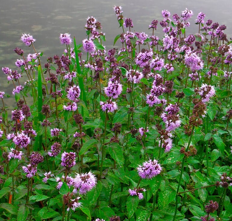 menthe pour bassin