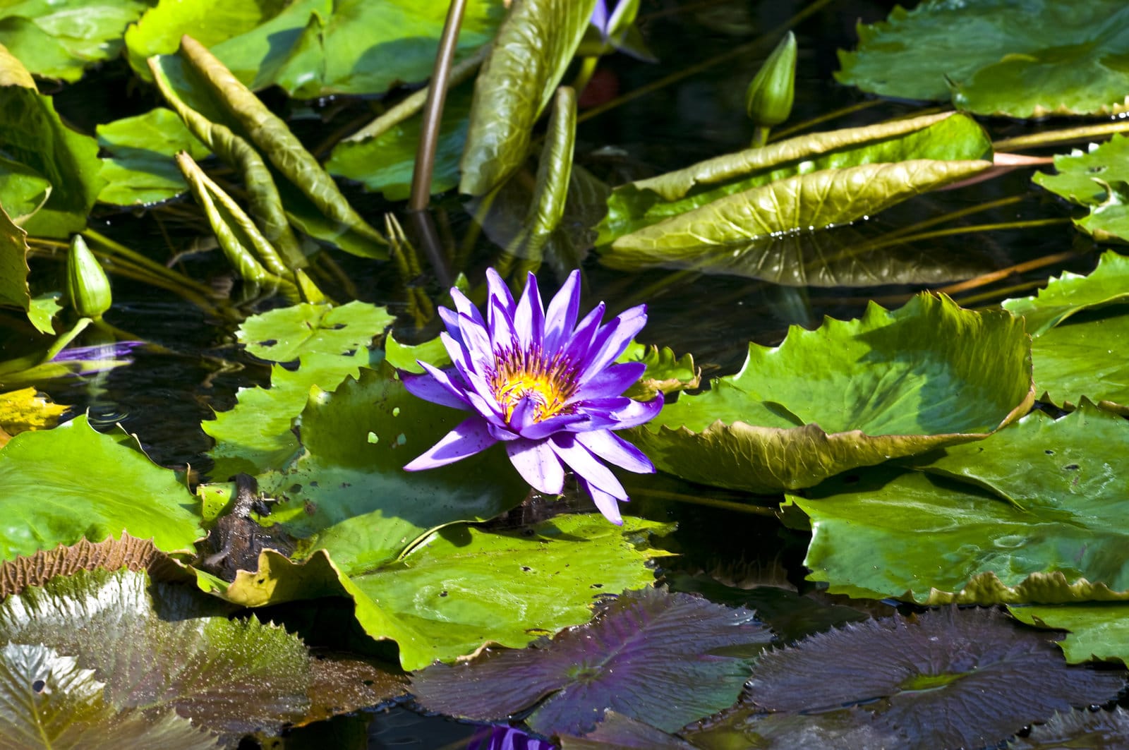 Les meilleures plantes aquatiques filtrantes