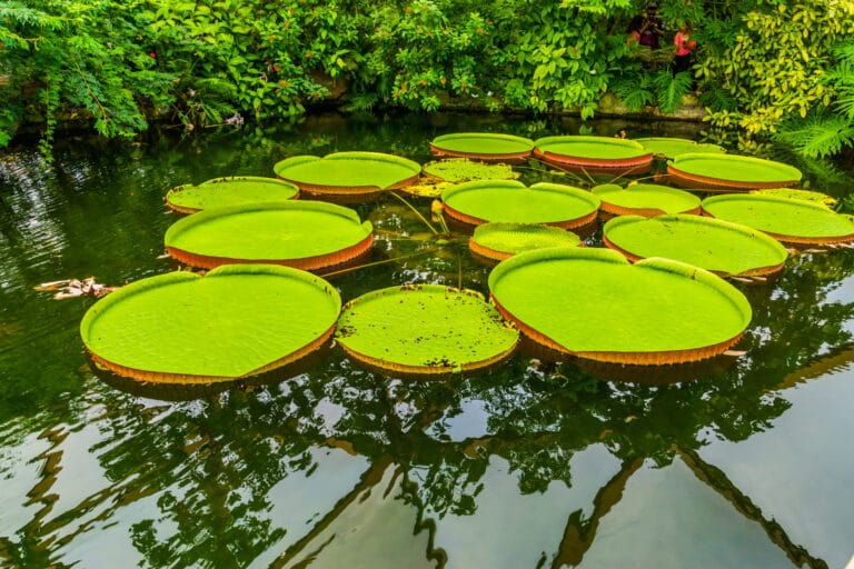 un bassin et ses nénuphars