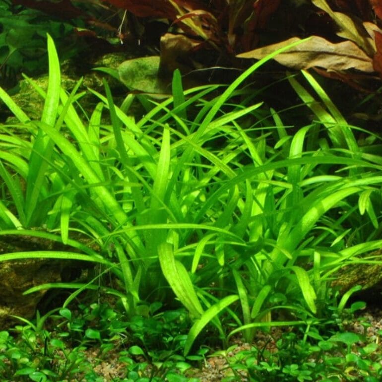 plante sagitaire dans un aquarium