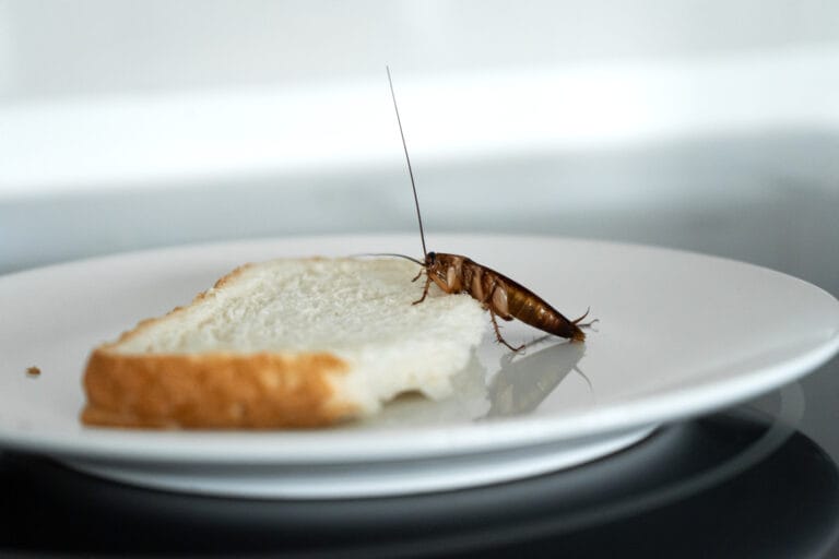 un cafard sur une tranche de pain dans la cuisine. Éliminez les cafards naturellement avec la terre de diatomée contre les cafards