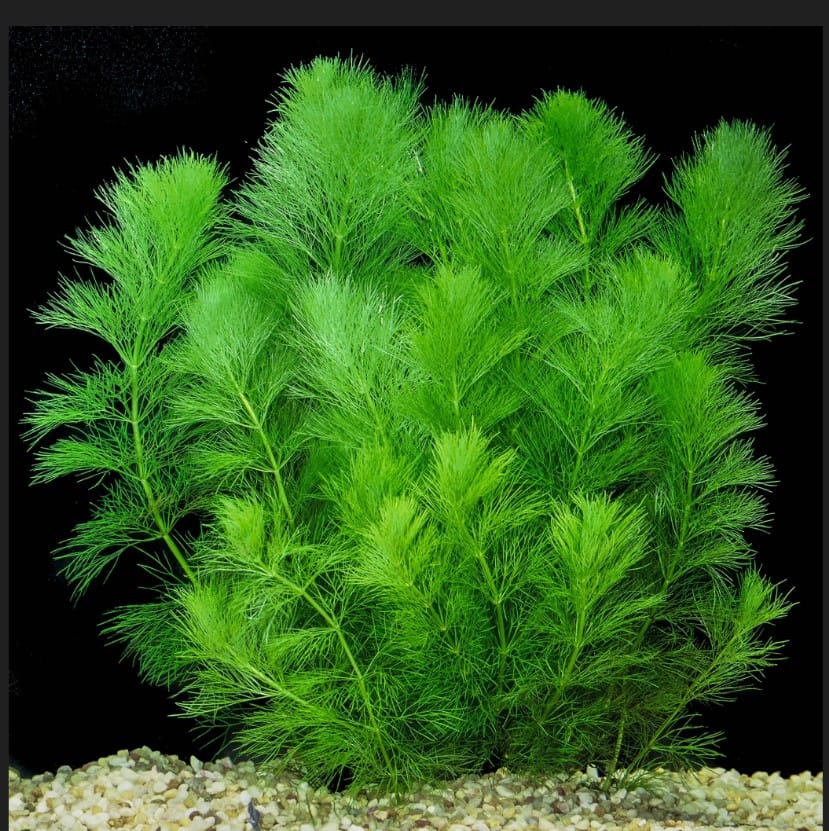 plantes pour aquarium à pousse rapide