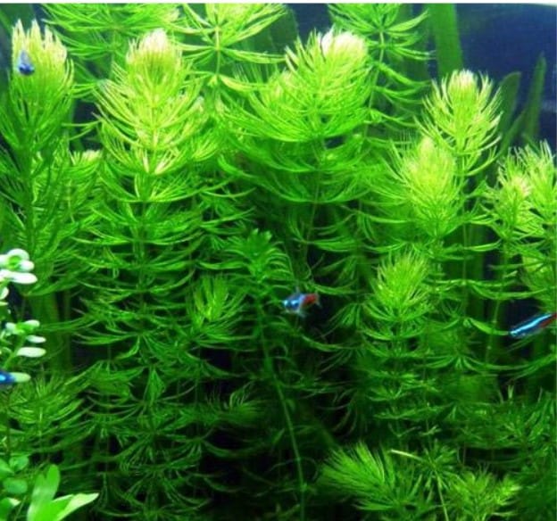plante poussant rapidement dans un aquarium