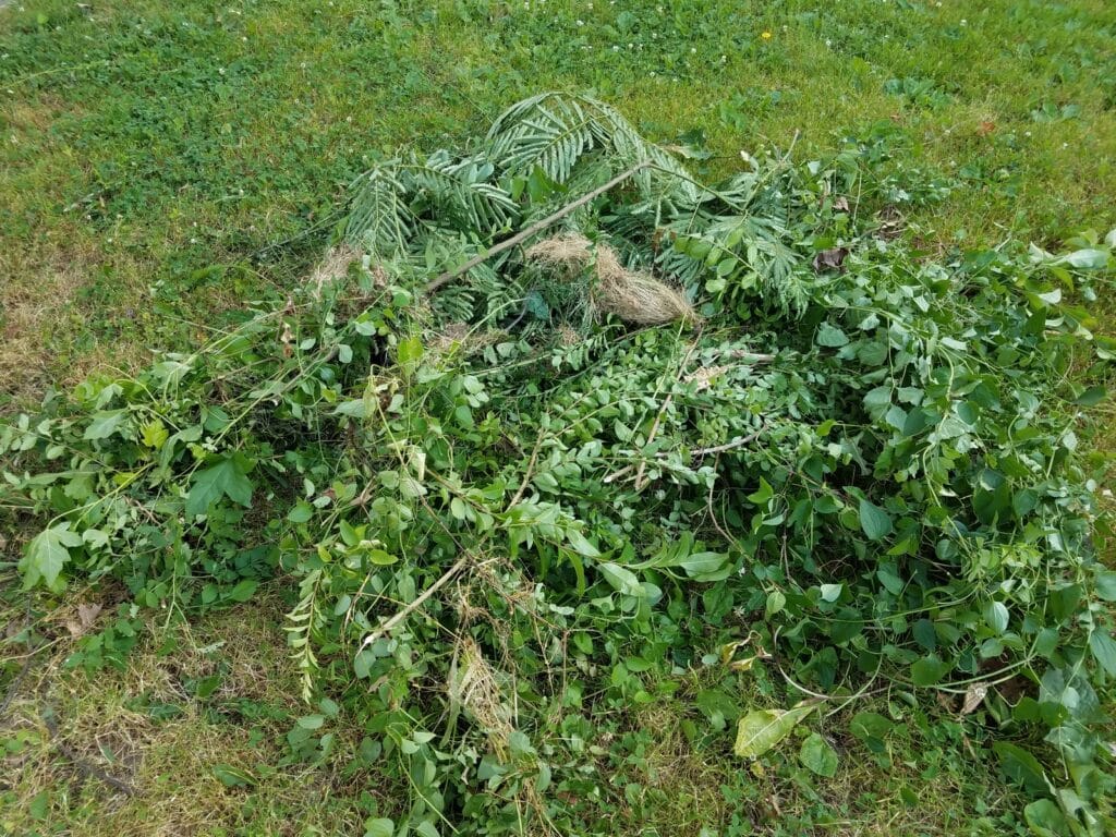 les mauvaises herbes sur une pelouse