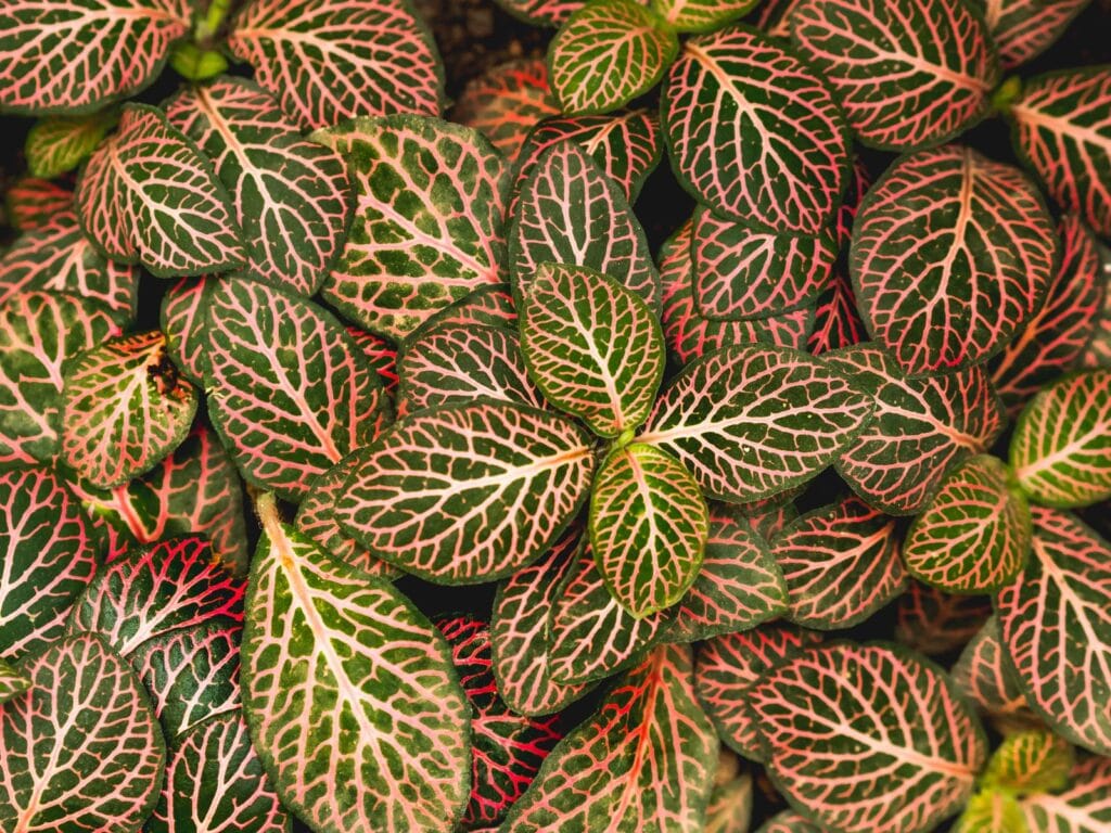 plante pour terrarium tropical