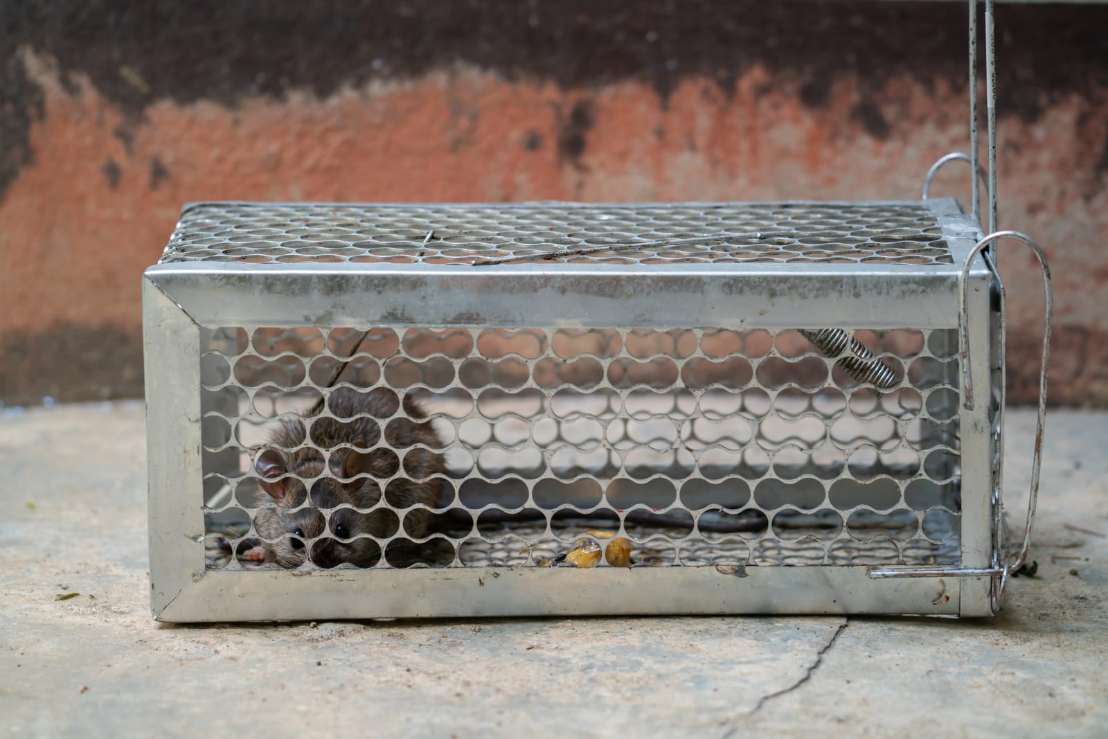 Un rat en cage. La formation en désinfection, désinsectisation et dératisation