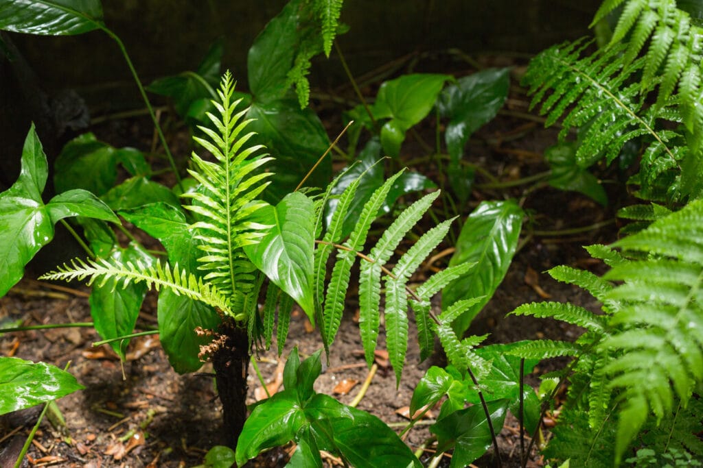 plantes pour terrarium tropical