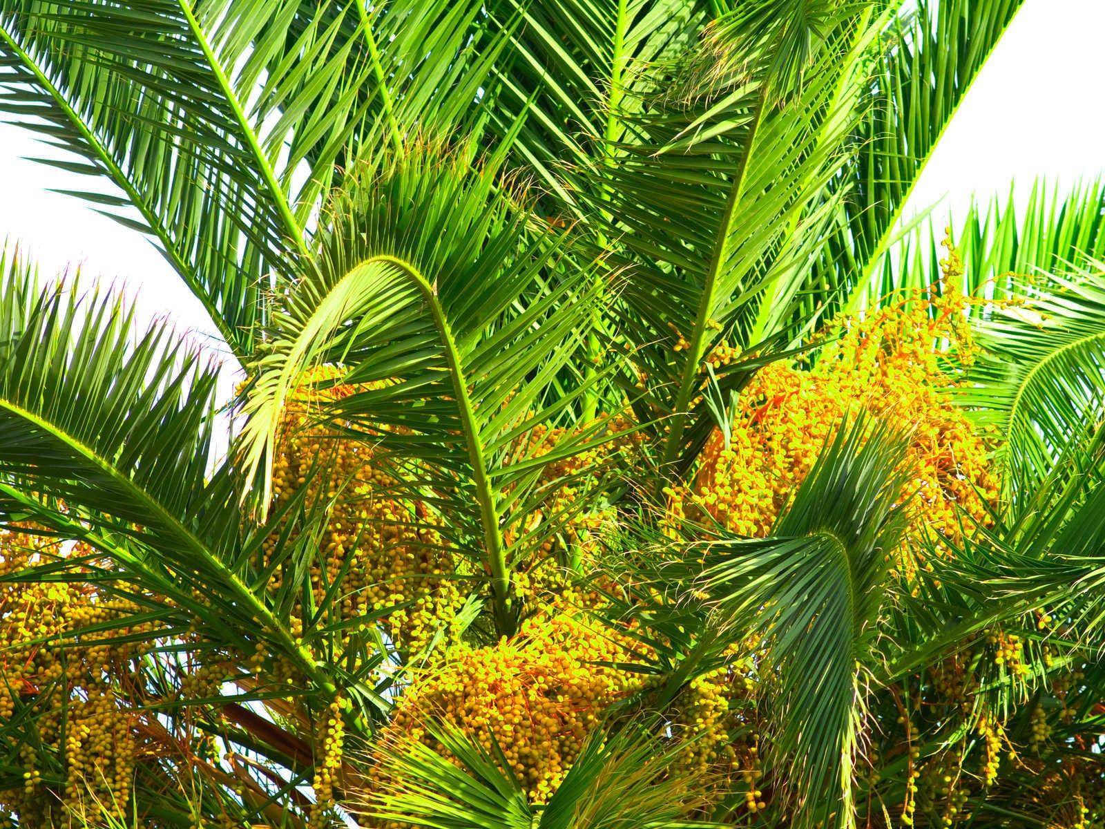 Planter des graines de palmier : le guide complet du semis