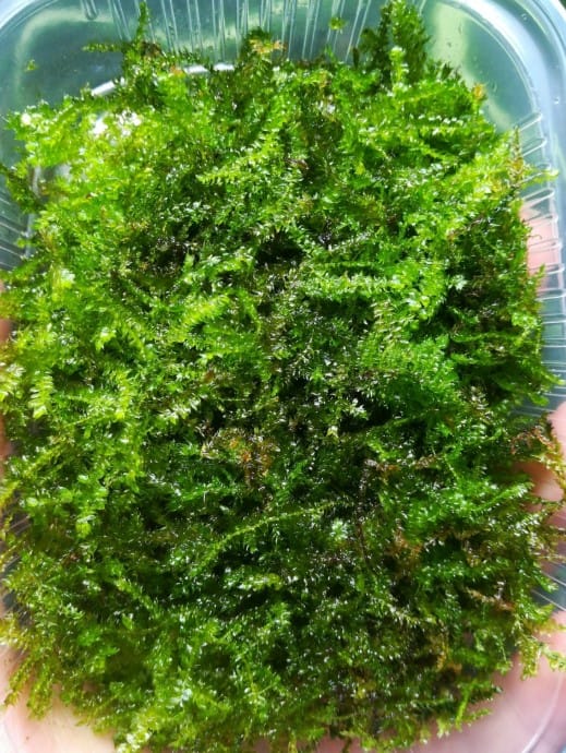 Les meilleures plantes pour aquarium à crevettes