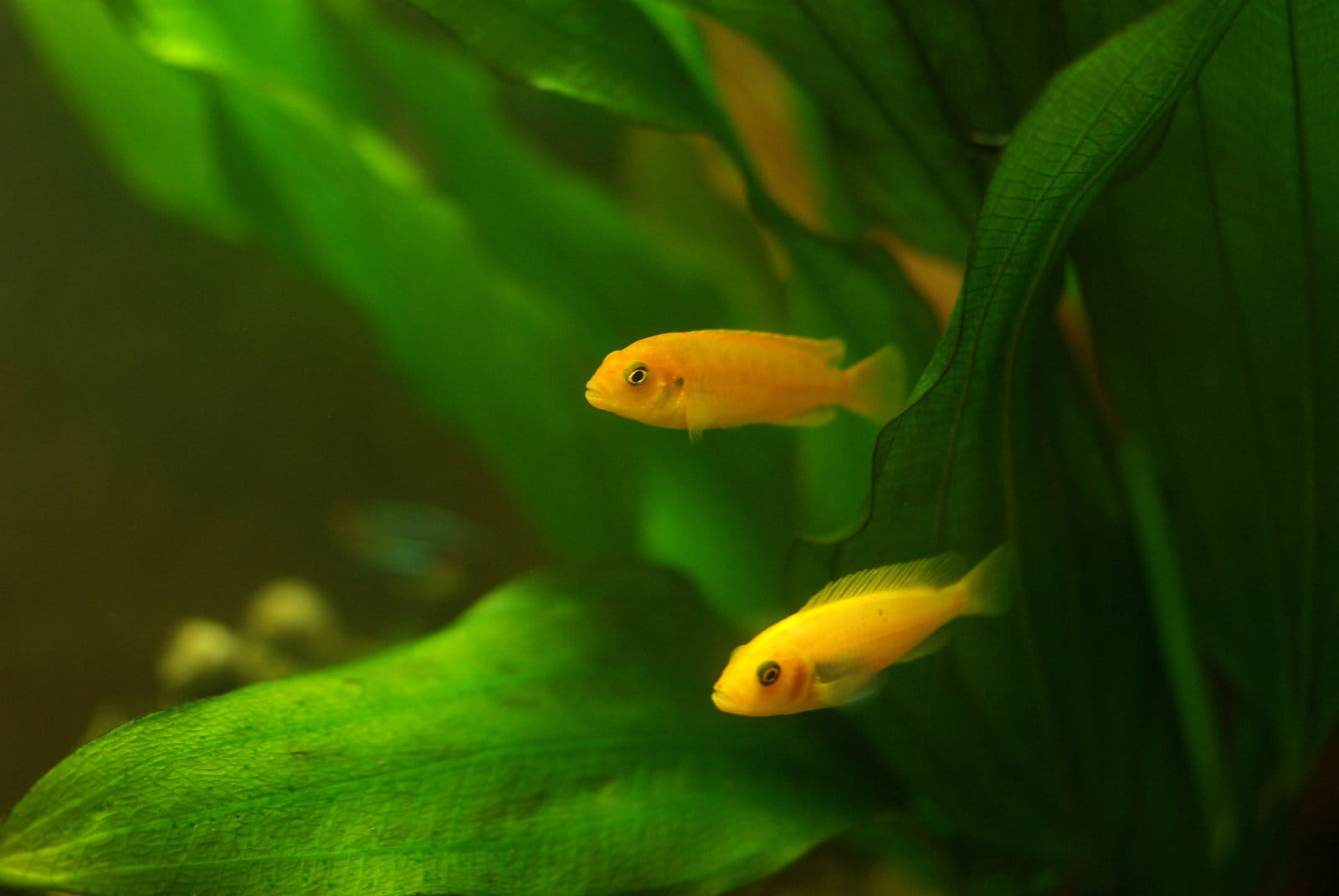 un poisson se faufile entre les plantes d'aquarium à pousse rapide