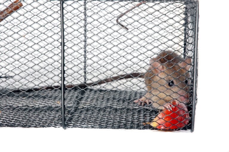 poste d'appât pour rats