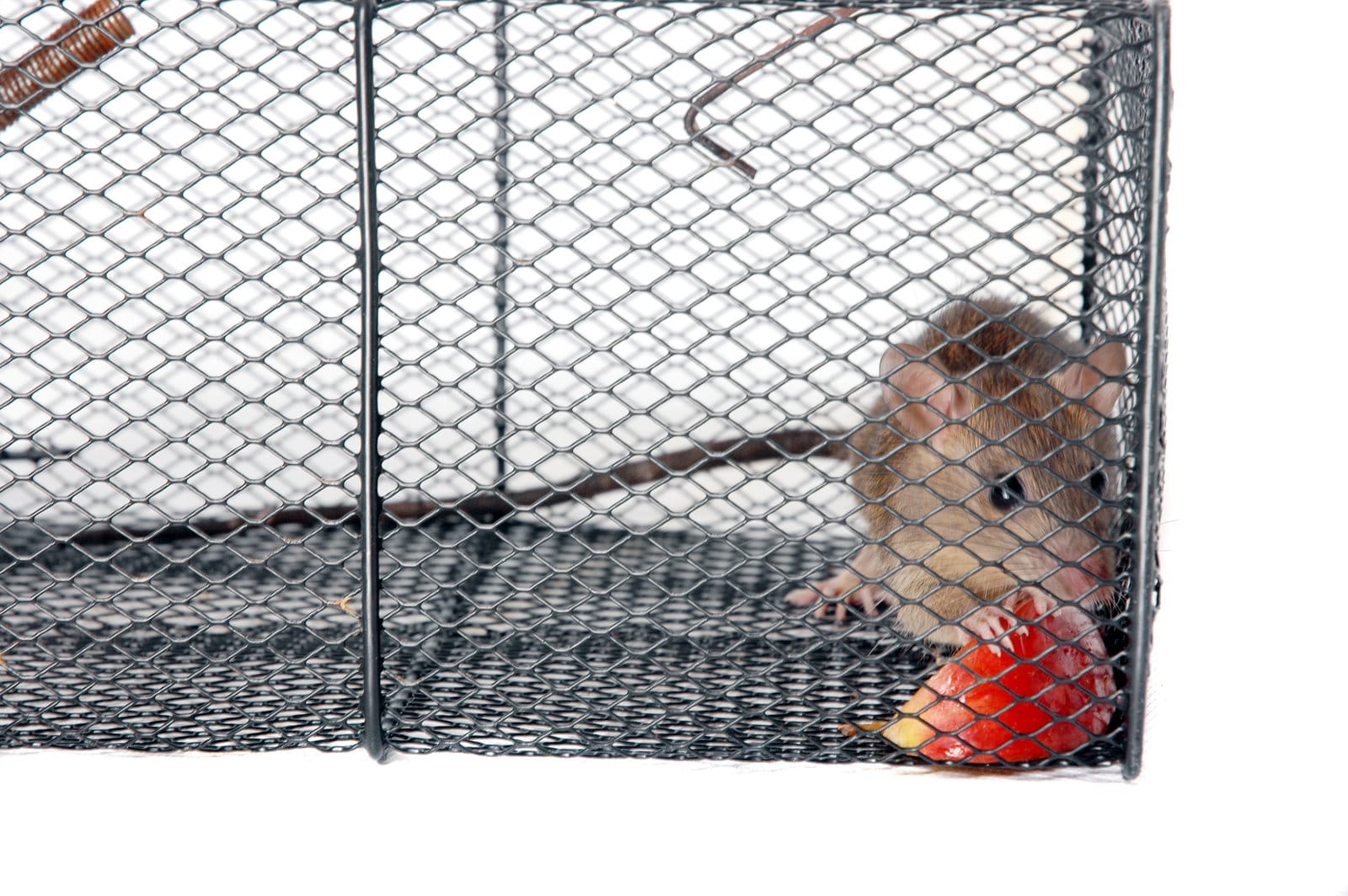 poste d'appât pour rats