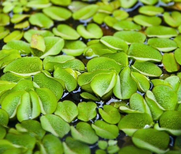 plante pour aquarium à crevettes