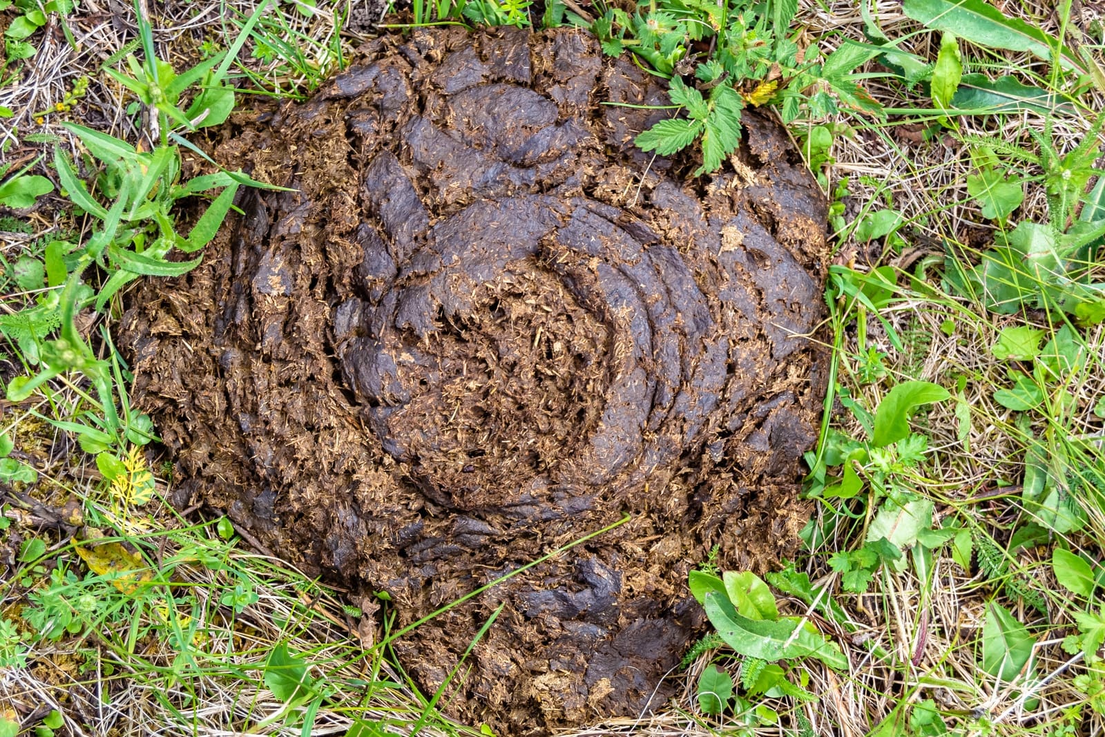 Image illustrant des bouses de vaches, aussi appelées crottes bovines