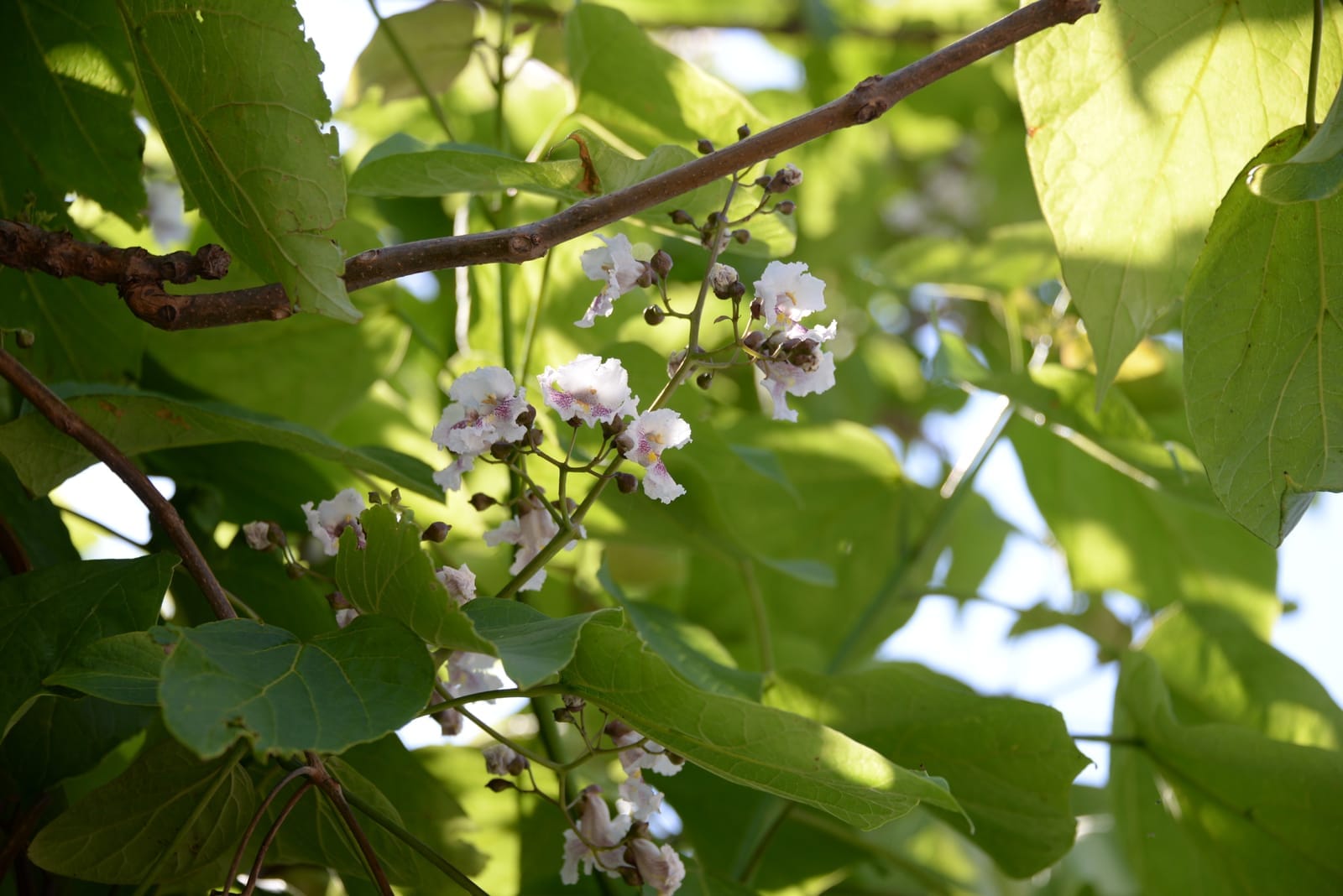 Les inconvénients du paulownia tomentosa et ses désavantages forestiers