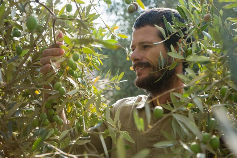 Mon olivier perd ses feuilles, un arbre qui perd son feuillage