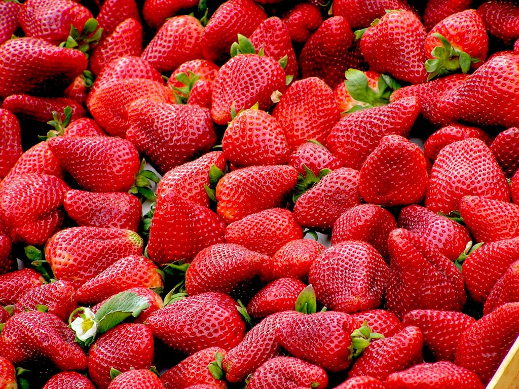 A close-up of plump, fresh strawberries showcasing vivid red colors and lush green stems.
