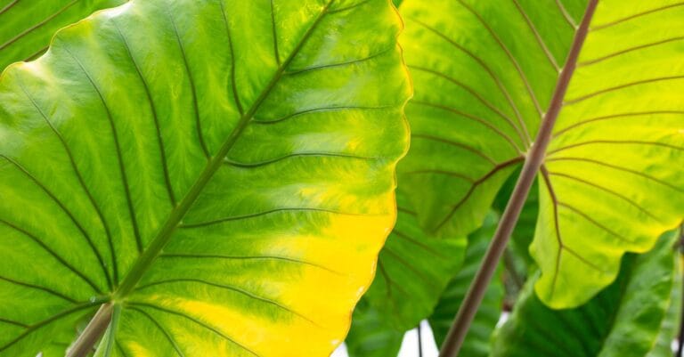 Plante oreille d'éléphant avec grandes feuilles décoratives luxuriantes