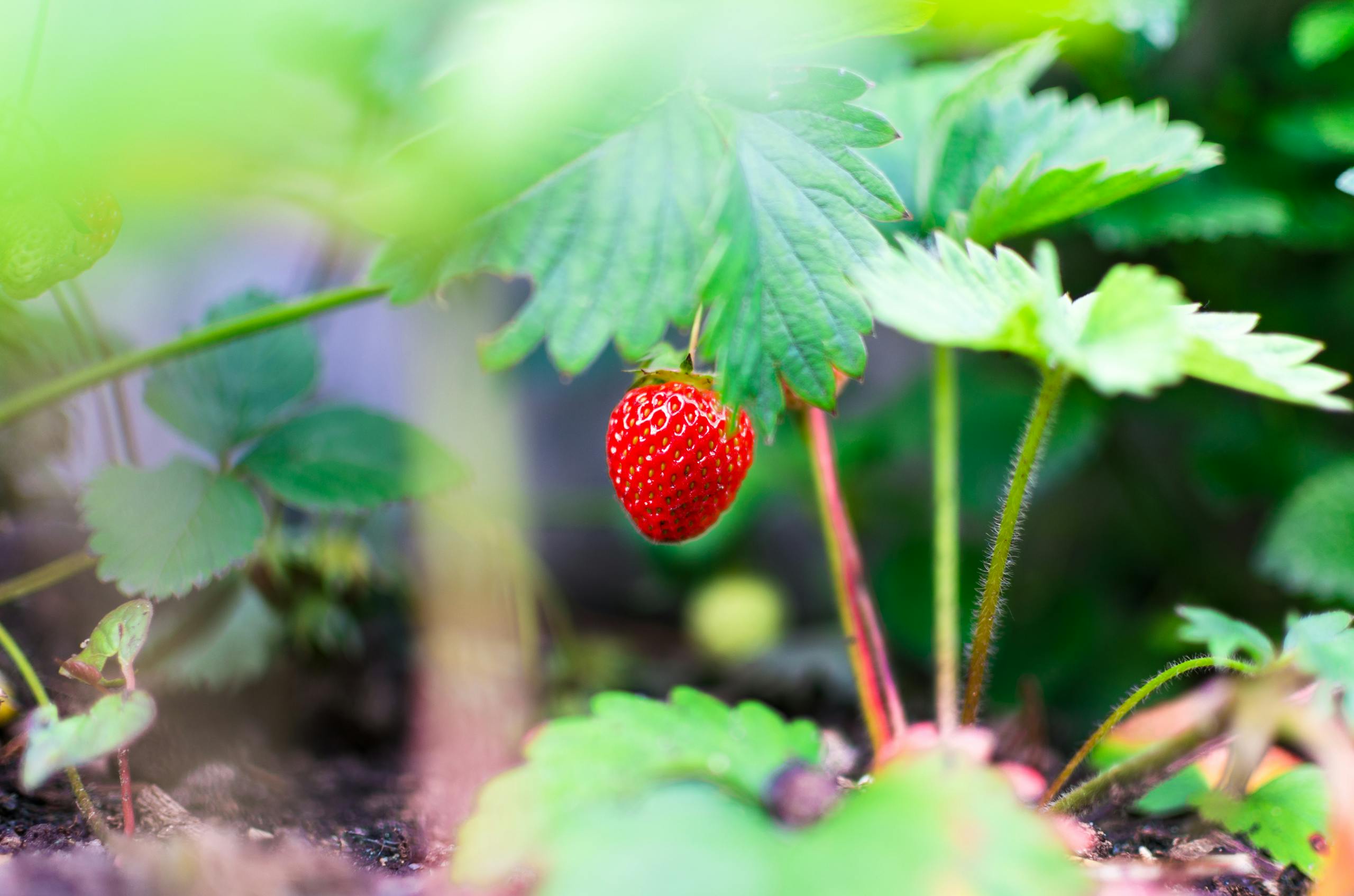 Close-up of a ripe strawberry growing amidst lush green leaves in a garden.