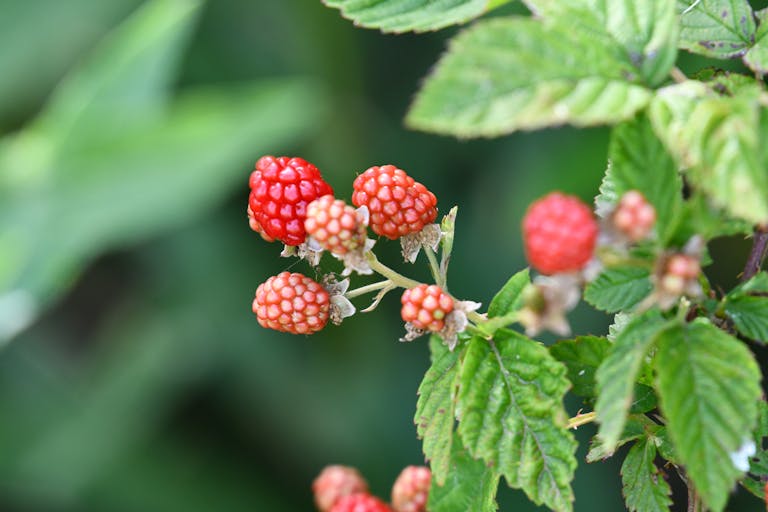 Close-up view of ripening raspberries against green leaves in a natural setting.