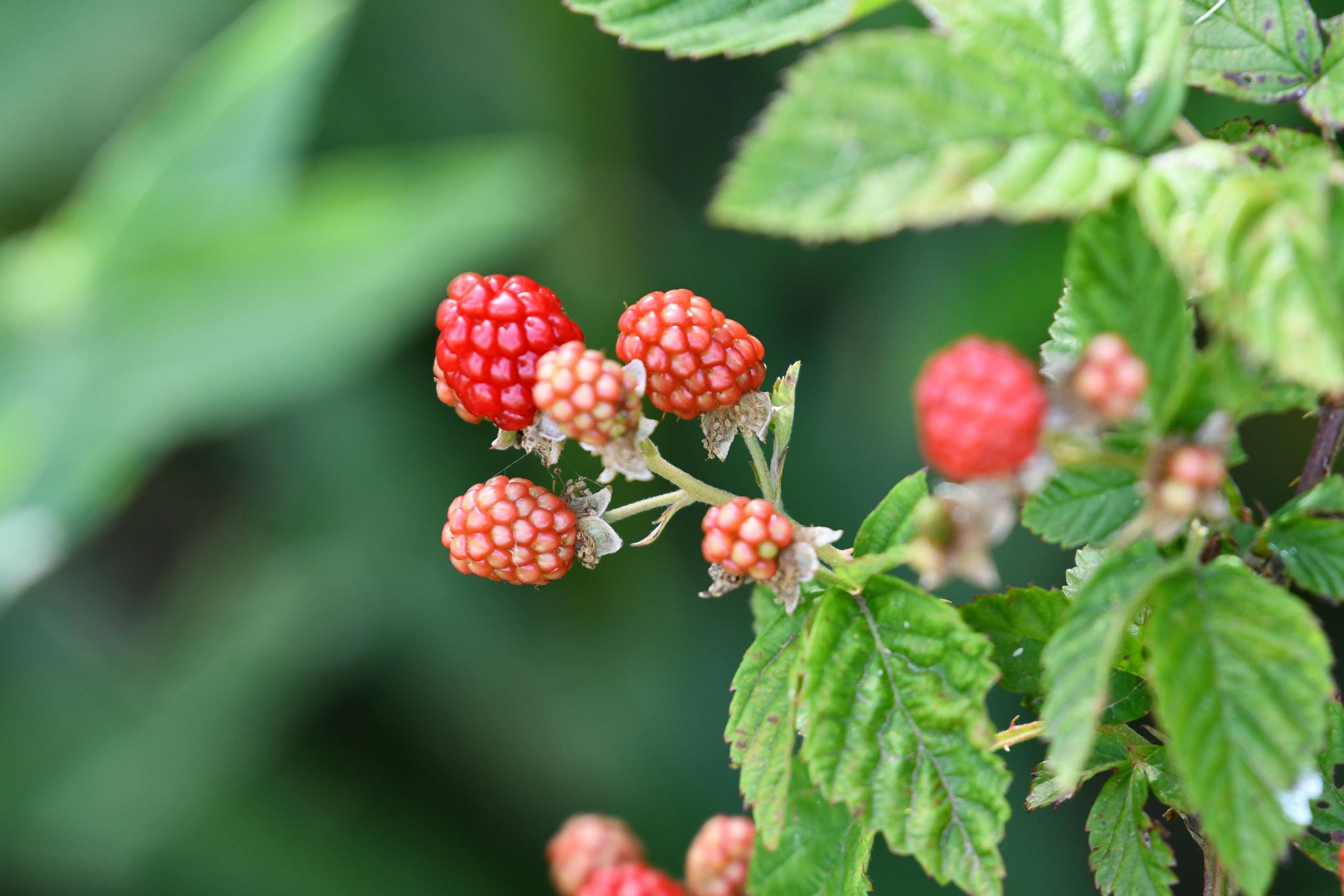 Close-up view of ripening raspberries against green leaves in a natural setting.