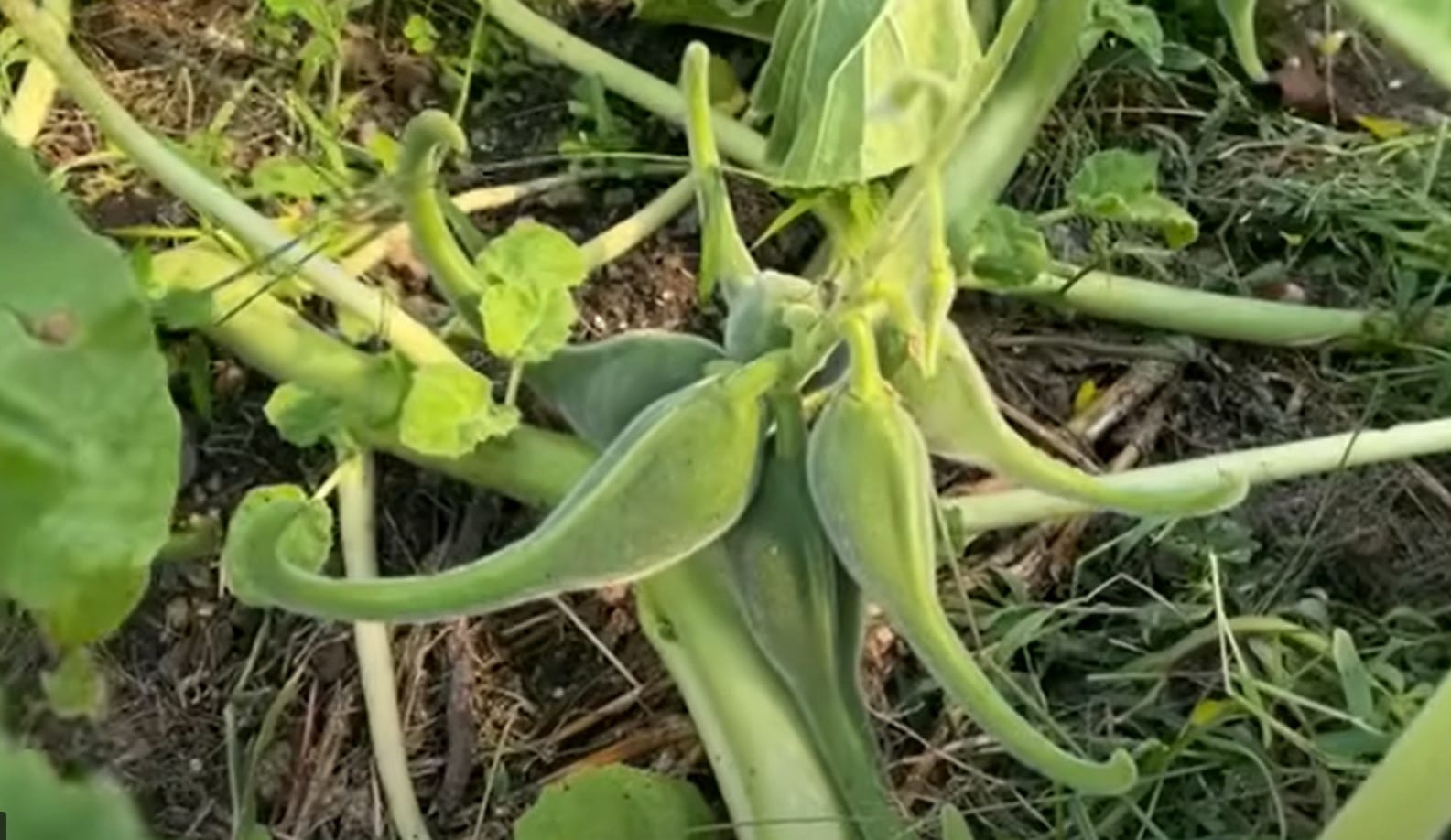 Image de la griffe du diable, une plante médicinale populaire