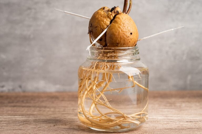 Planter un noyau d'avocat pour cultiver un avocatier maison