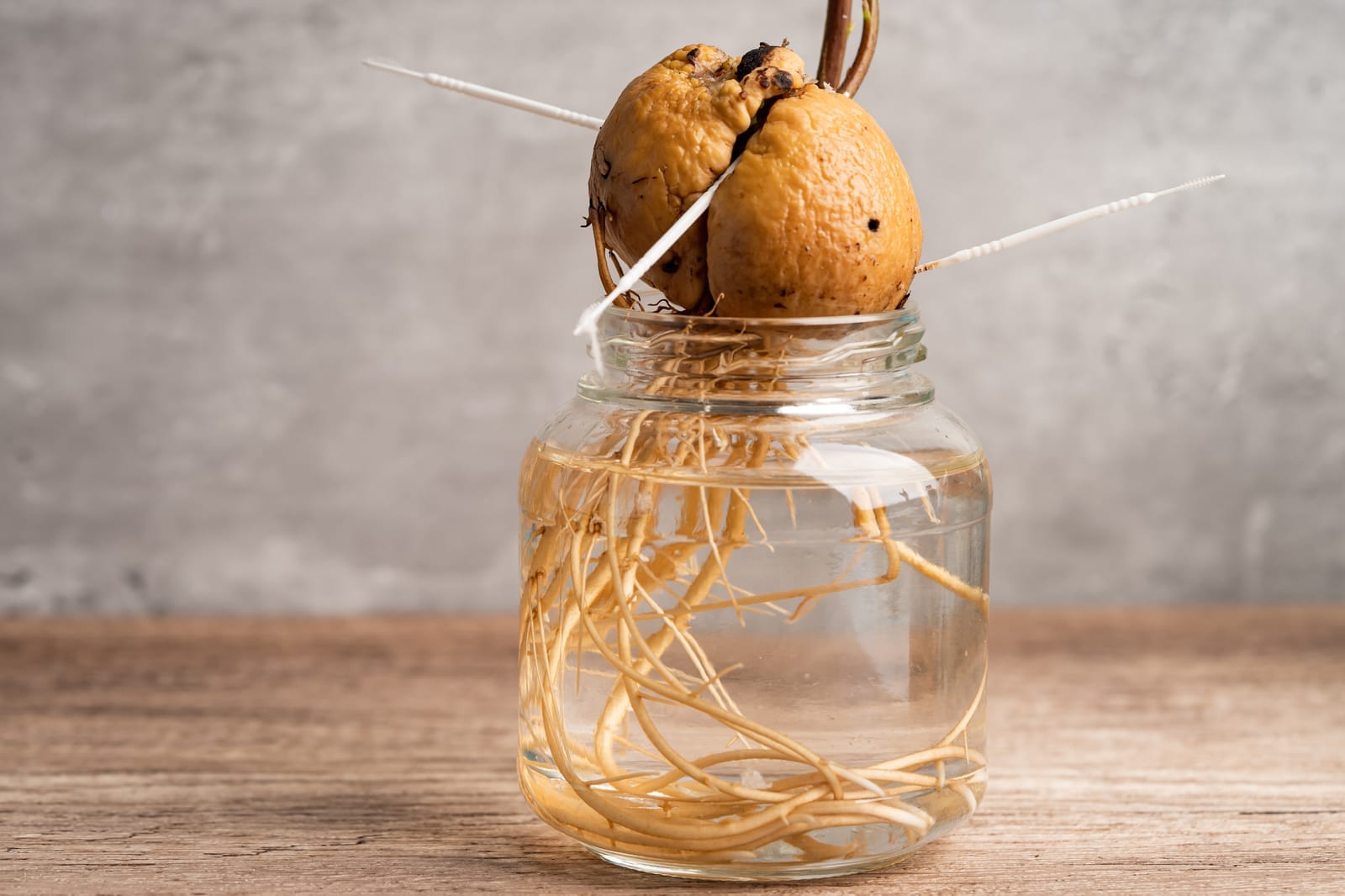 Planter un noyau d'avocat pour cultiver un avocatier maison