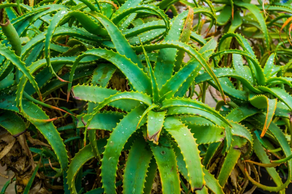 Asphodelaceae : Aloe, Haworthia et Gasteria