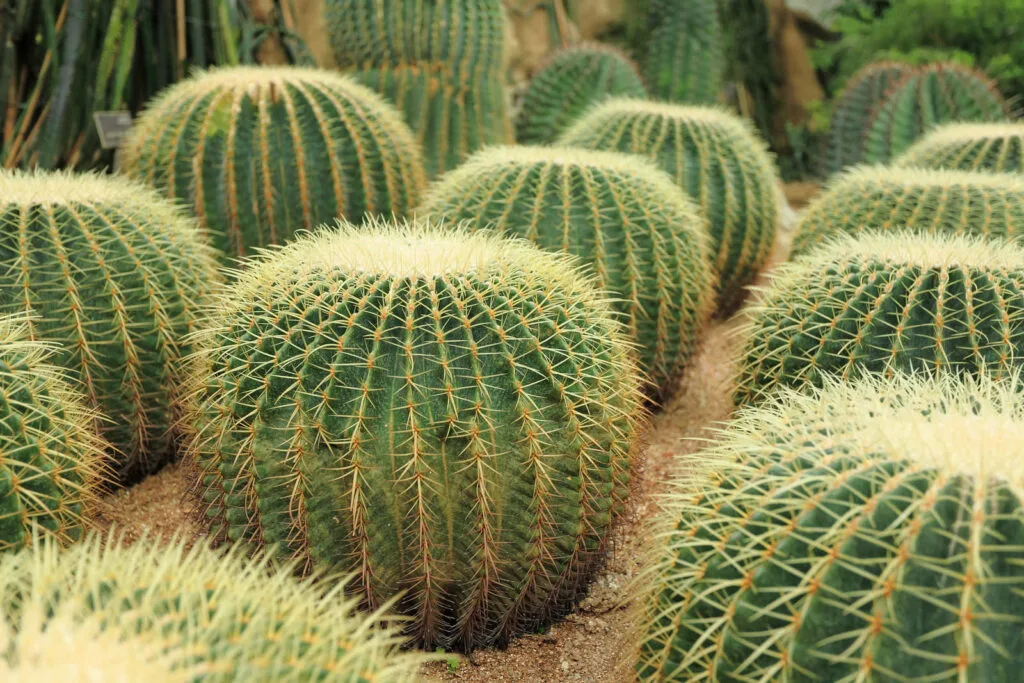 Cactaceae : la diversité des cactus