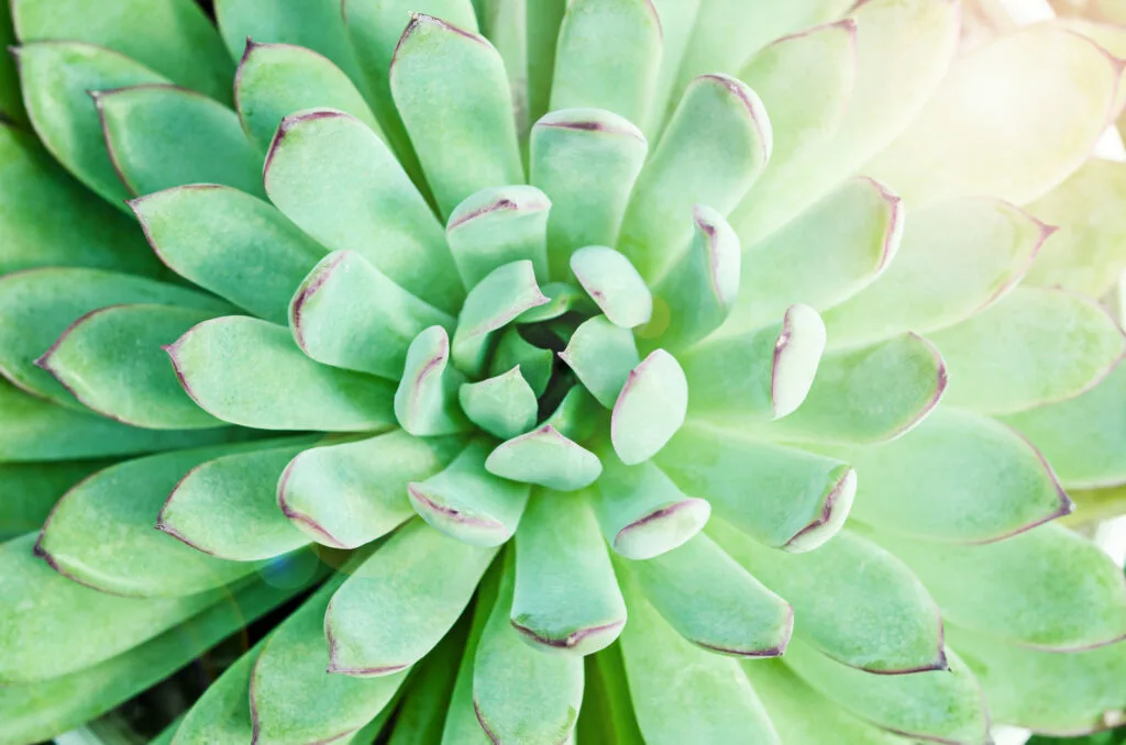 Crassulaceae : la famille des Crassula, Echeveria et Sedum