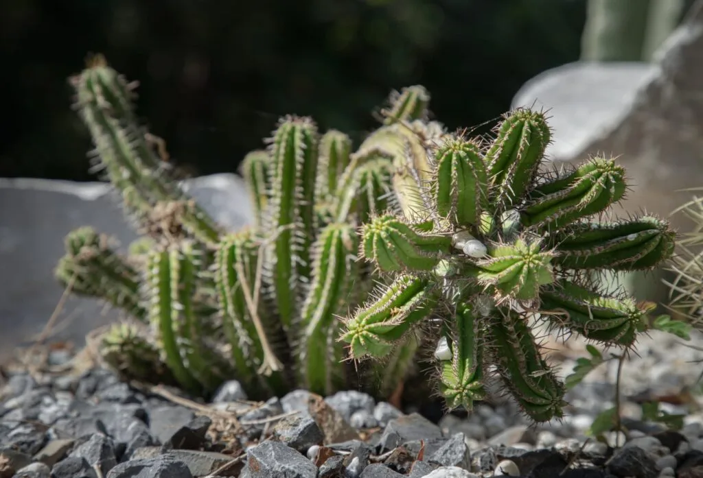 Euphorbiaceae