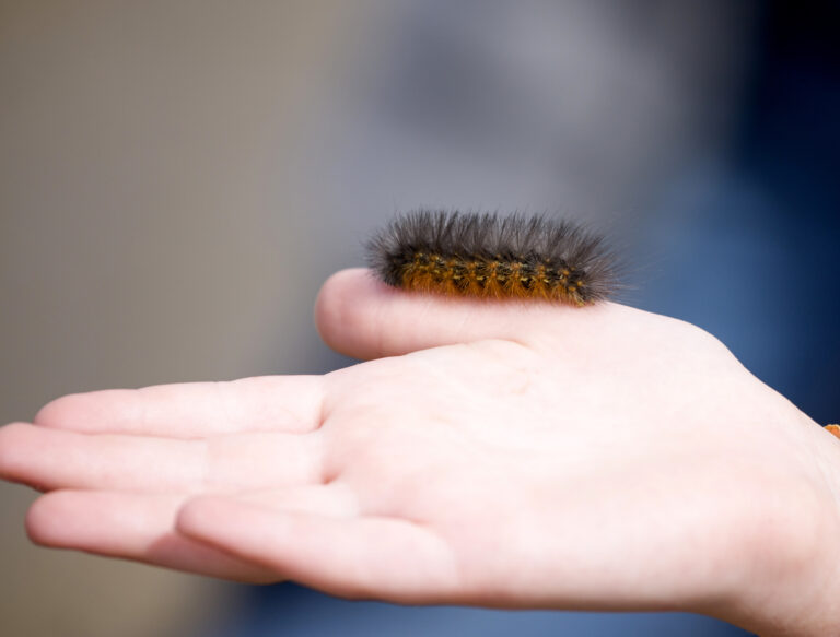 Petite chenille marron visible dans la maison, insecte nuisible