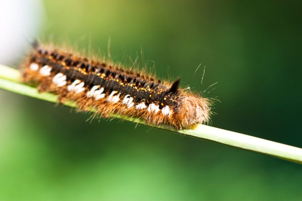 chenille marron à la maison