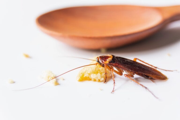 cafard dans une cuisine