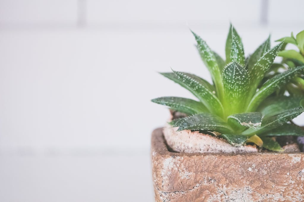 Bright and fresh aloe succulent plant in a rustic pot indoors, perfect for home decor.