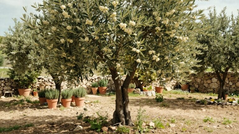 Olivier en floraison sans fruits montrant un problème de fructification