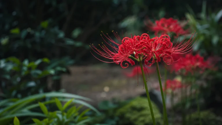 Fleurs rouges Higanbana ou Lycoris radiata dans un décor naturel
