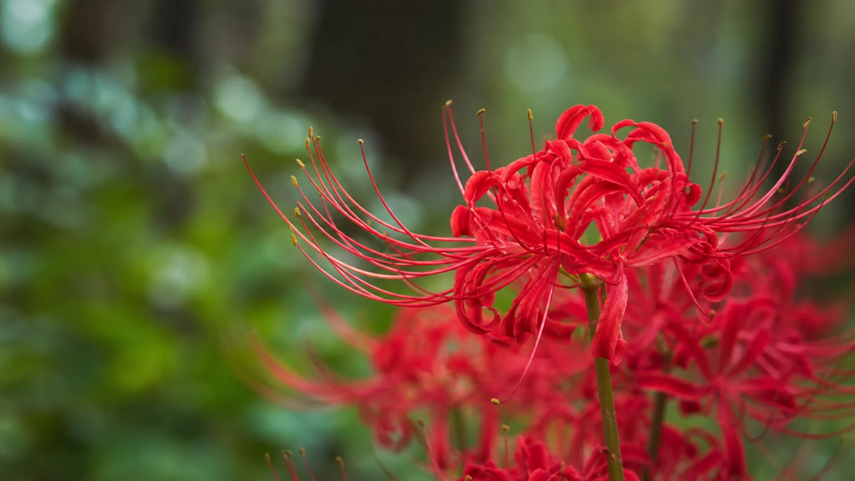 Détail botanique d’une fleur Higanbana rouge aux longues étamines